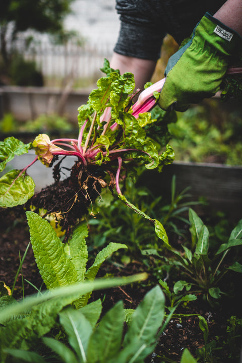 Embrace the Advantages of Certified Organic Grocery Shopping