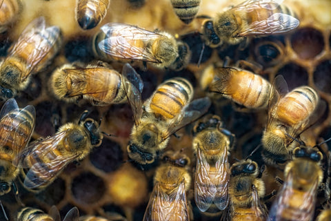 Celebrating bees for international bee day