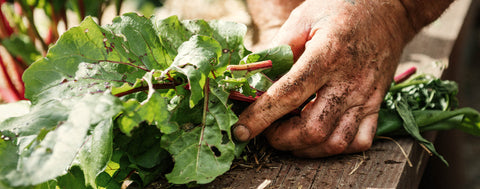 The benefits of eating in harmony with the changing seasons