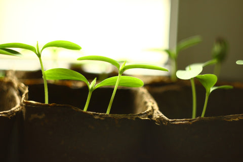 5 steps to your own vegetable garden