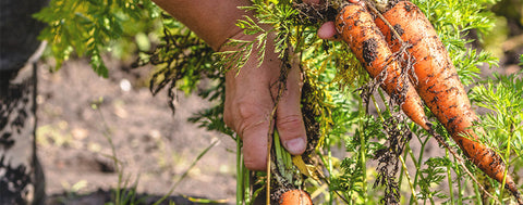 The benefits of eating more organic food